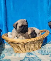 GRACIE, a female Pug for sale in Ocala, FL – Photo 7 of 7