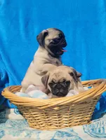 GRACIE, a female Pug for sale in Ocala, FL – Photo 3 of 7