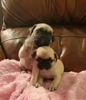 🥰 BABY BOY 🥰, a male Pug for sale in Ocala, FL – Photo 8 of 8
