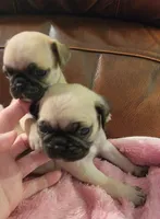 🥰 BABY BOY 🥰, a male Pug for sale in Ocala, FL – Photo 4 of 8