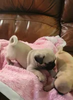 🥰 BABY BOY 🥰, a male Pug for sale in Ocala, FL – Photo 2 of 8