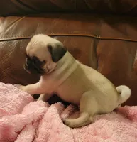 🥰 BABY BOY 🥰, a male Pug for sale in Ocala, FL – Photo 1 of 8