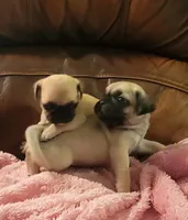 🥰 BABY BOY 🥰, a male Pug for sale in Ocala, FL – Photo 3 of 8