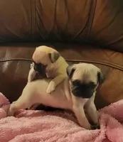 🥰 BABY BOY 🥰, a male Pug for sale in Ocala, FL – Photo 6 of 8