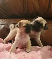 🥰 BABY BOY 🥰, a male Pug for sale in Ocala, FL – Photo 7 of 8