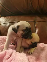 🥰 BABY BOY 🥰, a male Pug for sale in Ocala, FL – Photo 5 of 8