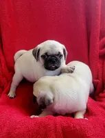 BABY BOYS, a male Pug for sale in Ocala, FL – Photo 2 of 3