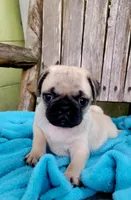 BABY GIRL, a female Pug for sale in Ocala, FL – Photo 2 of 4