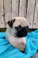 BABY GIRL, a female Pug for sale in Ocala, FL – Photo 1 of 4