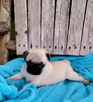 BABY GIRL, a female Pug for sale in Ocala, FL – Photo 4 of 4
