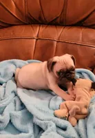 🥰 Magoo 🥰, a male Pug for sale in Ocala, FL – Photo 3 of 5