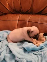 🥰 Magoo 🥰, a male Pug for sale in Ocala, FL – Photo 4 of 5