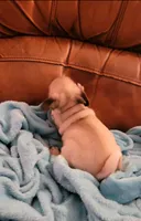 🥰 Magoo 🥰, a male Pug for sale in Ocala, FL – Photo 5 of 5