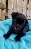 🥰 BABY BOY 🥰, a male Pug for sale in Ocala, FL – Photo 3 of 3