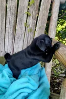 🥰 BABY BOY 🥰, a male Pug for sale in Ocala, FL – Photo 2 of 3