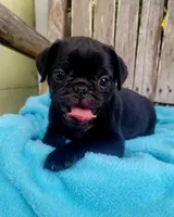 🥰 BABY BOY 🥰, a male Pug for sale in Ocala, FL – Photo 1 of 3