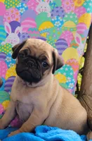 🐰 Boy & Girl 🐤, a male Pug for sale in Ocala, FL – Photo 3 of 3