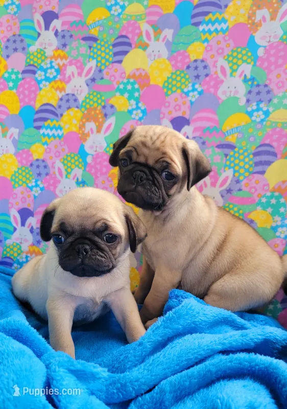 🐰 Boy & Girl 🐤, a male Pug for sale in Ocala, FL – Photo 1 of 3