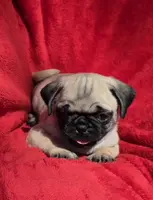 🥰 BABY GIRL 🥰, a female Pug for sale in Ocala, FL – Photo 3 of 3