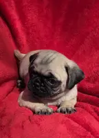 🥰 BABY GIRL 🥰, a female Pug for sale in Ocala, FL – Photo 2 of 3