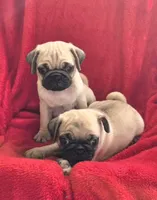 🥰 BABY GIRL 🥰, a female Pug for sale in Ocala, FL – 2 of 3
