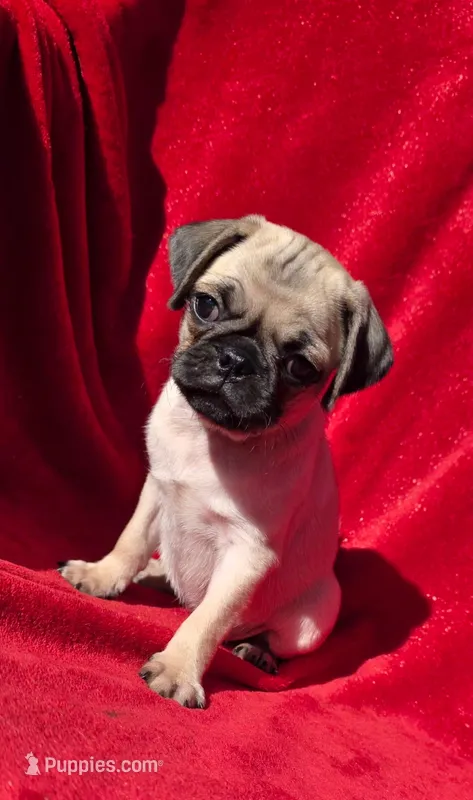 🥰 BABY BOY 🥰 – Pug puppy for sale in Ocala, FL