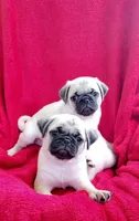 Baby Girl, a female Pug for sale in Ocala, FL – Photo 1 of 2
