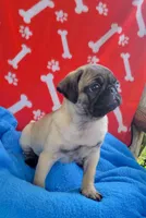 🥰 BABY GIRL 🥰, a female Pug for sale in Ocala, FL – Photo 1 of 3
