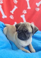 🥰 BABY GIRL 🥰, a female Pug for sale in Ocala, FL – Photo 3 of 3