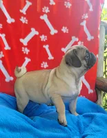 🥰 BABY GIRL 🥰, a female Pug for sale in Ocala, FL – Photo 2 of 3