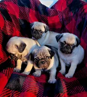 🎁 BABY BOY 🎄, a male Pug for sale in Ocala, FL – Photo 6 of 9