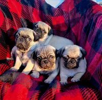 🎁 BABY BOY 🎄, a male Pug for sale in Ocala, FL – Photo 2 of 9