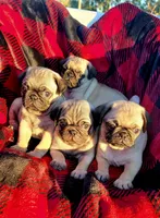 🎁 BABY BOY 🎄, a male Pug for sale in Ocala, FL – Photo 9 of 9