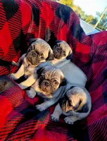 🎁 BABY BOY 🎄, a male Pug for sale in Ocala, FL – Photo 8 of 9