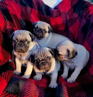 🎁 BABY BOY 🎄, a male Pug for sale in Ocala, FL – Photo 5 of 9