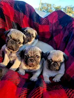 🎁 BABY BOY 🎄, a male Pug for sale in Ocala, FL – Photo 3 of 9