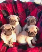 🎁 BABY BOY 🎄, a male Pug for sale in Ocala, FL – Photo 1 of 9