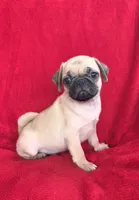 🥰 SPARKLE 🥰, a female Pug for sale in Ocala, FL – 1 of 3