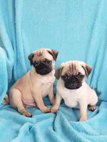 Males, a male Pug for sale in Ocala, FL – Photo 1 of 5