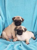 Males, a male Pug for sale in Ocala, FL – Photo 3 of 5