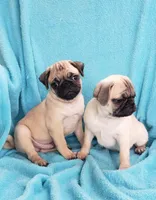 Males, a male Pug for sale in Ocala, FL – Photo 4 of 5