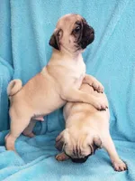 Males, a male Pug for sale in Ocala, FL – Photo 2 of 5