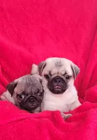 BABY GIRL, a female Pug for sale in Ocala, FL – Photo 1 of 4