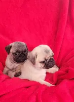 BABY GIRL, a female Pug for sale in Ocala, FL – Photo 4 of 4