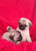 BABY GIRL, a female Pug for sale in Ocala, FL – Photo 2 of 4