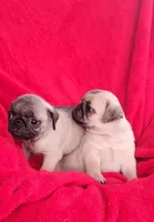 BABY GIRL, a female Pug for sale in Ocala, FL – Photo 3 of 4