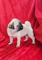 🥰 BABY GIRL 🥰, a female Pug for sale in Ocala, FL – Photo 2 of 3