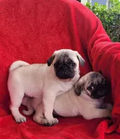 🥰 BABY GIRL 🥰, a female Pug for sale in Ocala, FL – Photo 1 of 3
