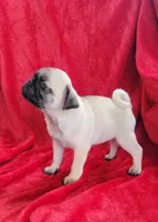 🥰 BABY GIRL 🥰, a female Pug for sale in Ocala, FL – Photo 3 of 3