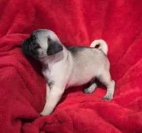 🥰 READY OCT 3 🥰, a male Pug for sale in Ocala, FL – Photo 2 of 3